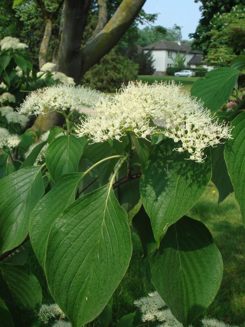 Cornus controversa fleur